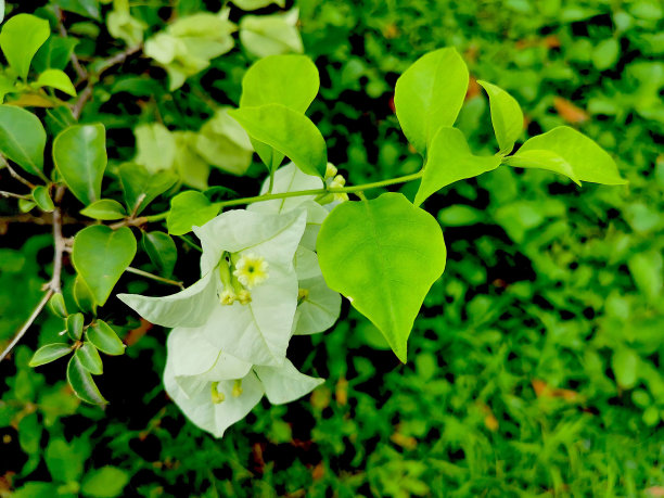 花园里的白色九重葛纸花。图片下载