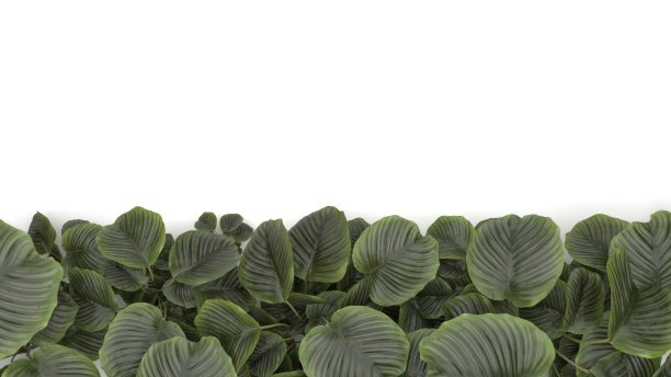 卡拉苔，植物，美丽的花朵背景，3d渲染图片下载