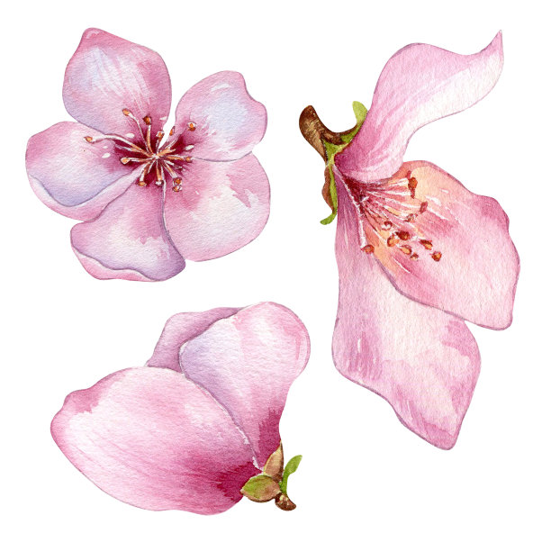 桃树水彩插图隔离在白色粉红色的花。开花果树，白开花手绘。婚礼请柬、纺织品、包装、卡片、包装等设计元素图片下载