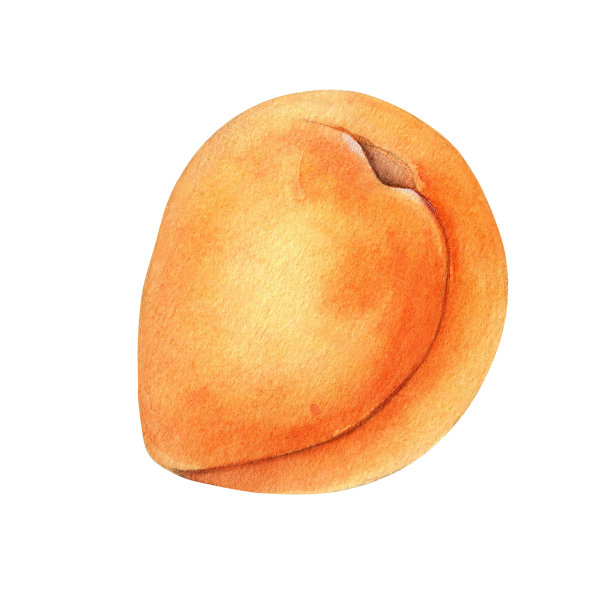 整个杏单对象，黄色果实孤立，水彩插图在白色。桔果、桃果、油桃手绘。包装、标签的设计元素图片下载