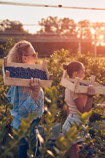 母亲和女儿在家庭有机农场采摘蓝莓。图片下载