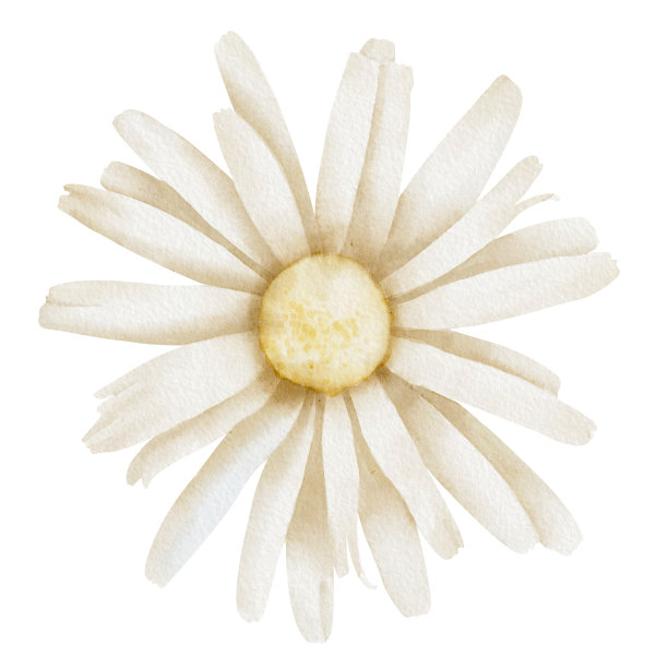 雏菊花。手绘花水彩插图白色洋甘菊孤立的背景。植物画贺卡或婚礼请柬。艺术素描的图标或标志图片下载