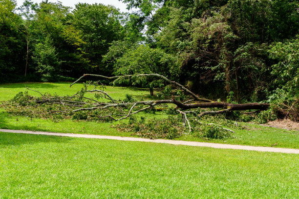 在暴风雨中倒下的一棵树图片下载