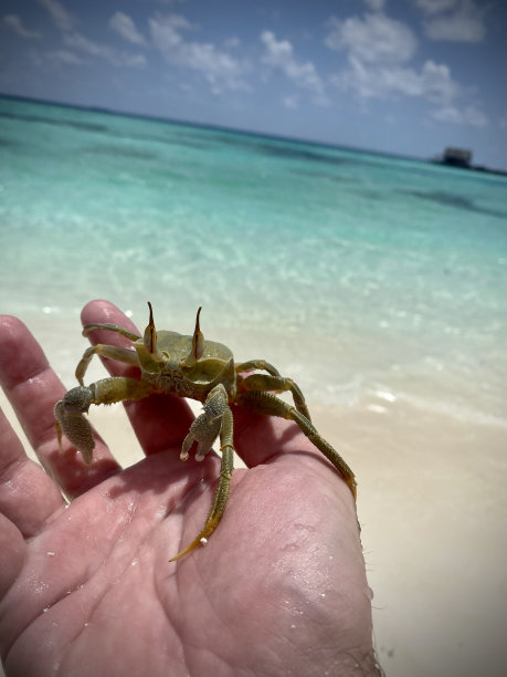 在马尔代夫海滩上拍摄的角鬼蟹。白色的沙子。图片下载