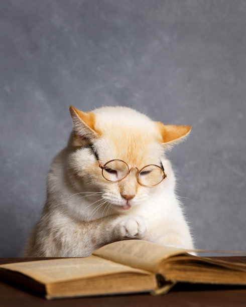 戴眼镜的聪明猫会翻书图片下载