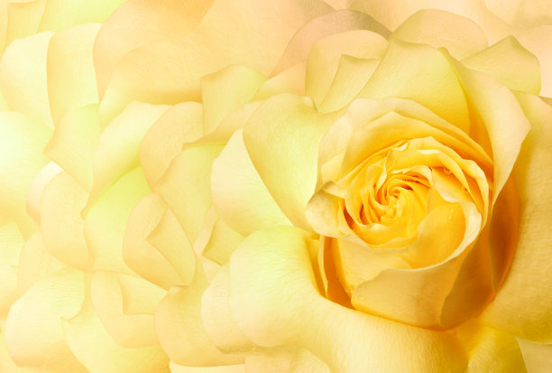 郁金香花蓝。花的背景。特写镜头。大自然。图片下载