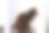 猫图片下载