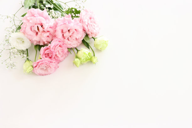 白色背景上精致的粉红色花朵的俯视图图像图片下载