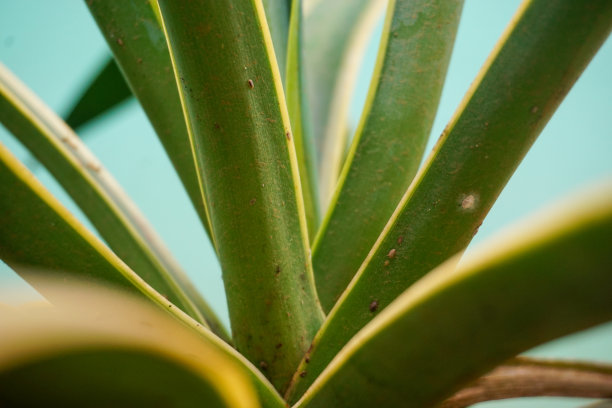 印度尼西亚村庄的库存照片图片下载