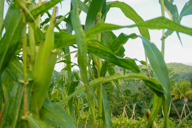 现代家庭花园构图的股票照片充满了许多美丽的植物。时尚的植物内饰。家庭园艺概念。图片下载