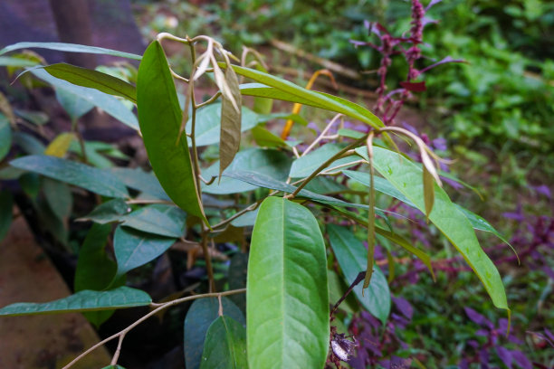 现代家庭花园构图的股票照片充满了许多美丽的植物。时尚的植物内饰。家庭园艺概念。图片下载
