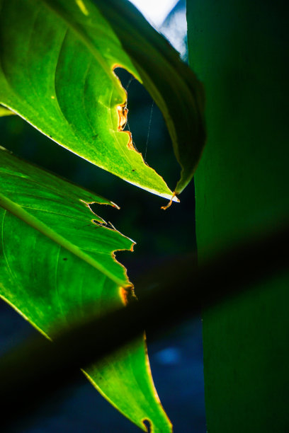 现代家庭花园构图的股票照片充满了许多美丽的植物。时尚的植物内饰。家庭园艺概念。图片下载