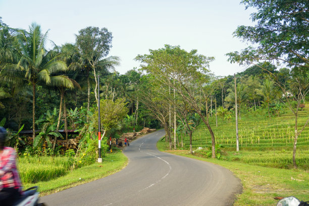 现代家庭花园构图的股票照片充满了许多美丽的植物。时尚的植物内饰。家庭园艺概念。图片下载