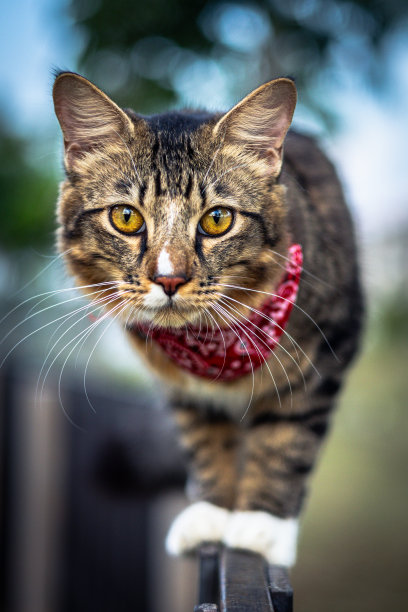 猫脸特写。一只雄性小猫的肖像。猫看起来好奇而警觉。一张猫的脸的详细图片，黄色清澈的眼睛。可爱的猫脸特写。一只戴着红围巾的小猫图片下载