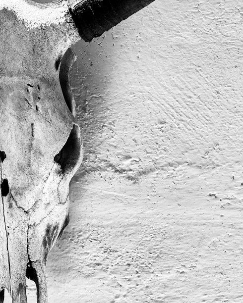 白墙上的牛头骨图片下载