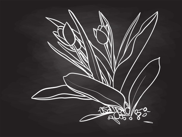 春天黑板上盛开的郁金香图片下载