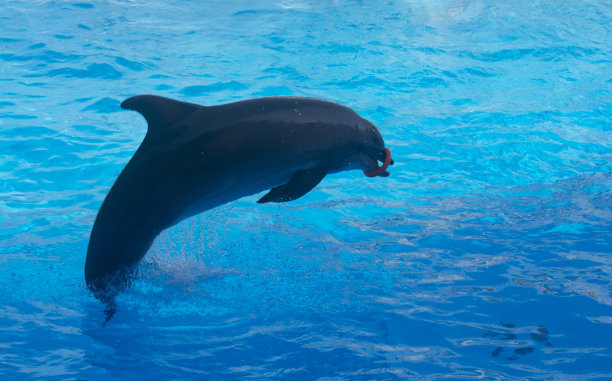 海豚抓住小环，跳回水中图片下载