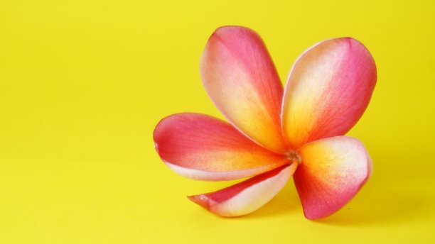 桔梗花离生在黄色背景上图片下载