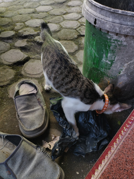 一只猫或一只鸭子的骗子叫tempat sampah图片下载