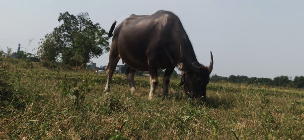 水牛农场:吃草的大水牛图片下载