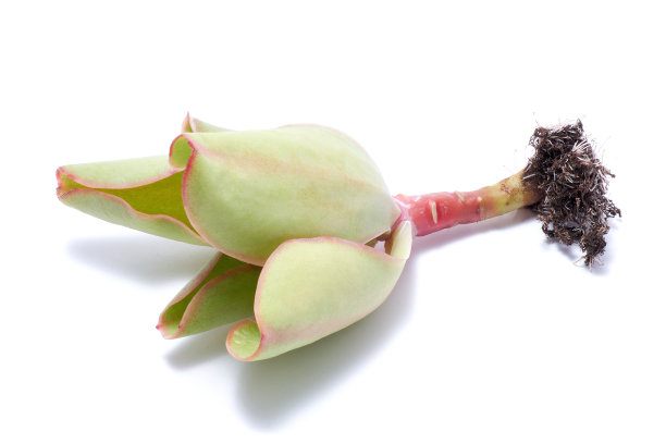 白底分离根的多肉根切块植物图片下载