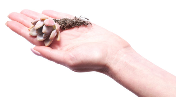 一名妇女手持蛋白球肿菌多肉根扦插植物，孤立在白色背景上图片下载