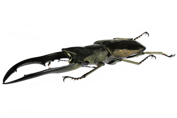 鹿角甲虫(Cyclommatus metallifer finae)图片下载