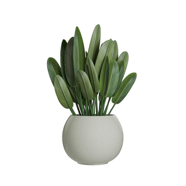 花瓶里的树图片下载