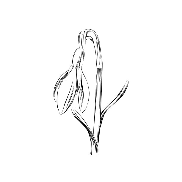 雪花莲墨水矢量插图图片下载