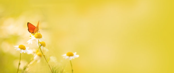 阳光明媚的草地上，一只橙色的小蝴蝶站在娇嫩的雏菊花上。横幅图片下载