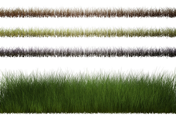 排草隔离在白色，3d渲染。图片下载