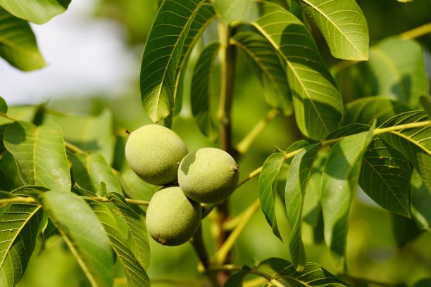 核桃长在树上的特写镜头。图片下载