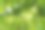核桃长在树上的特写镜头。图片下载