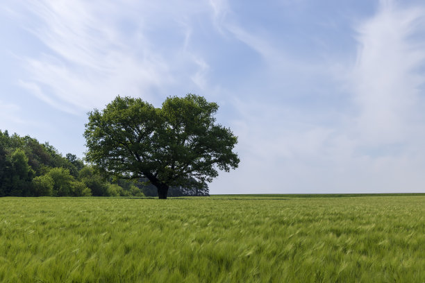 老橡树在夏天长着绿色的叶子图片下载