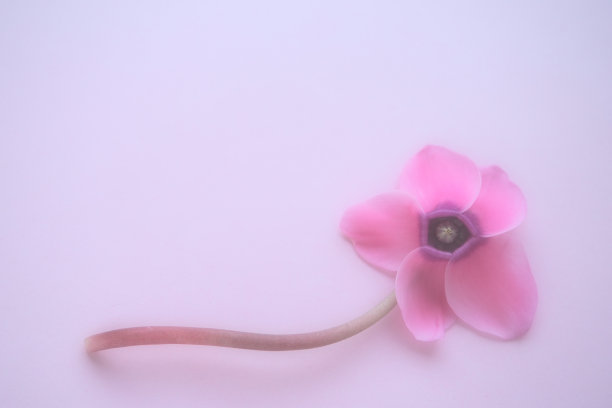 仙客来花侧视图在粉红色紫色的背景与模糊温柔的焦点。一花五瓣，茎无叶。副本的空间。多雾的效果。精美精美的仙客来明信片图片下载