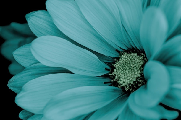 以绿松石为主题的雏菊景观图片下载