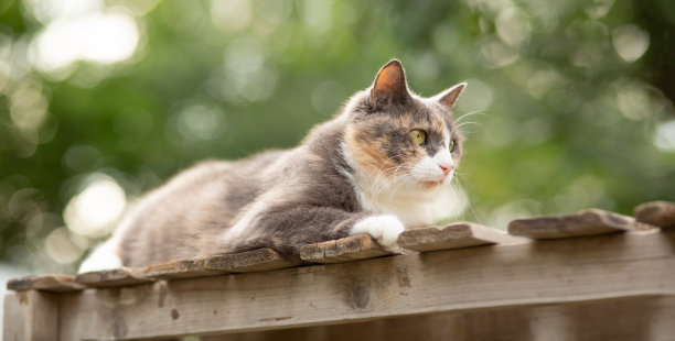 美丽的灰色和白色的猫躺在木架上的自然背景，宠物的生活理念图片下载