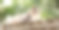 美丽的灰色和白色的猫躺在木架上的自然背景，宠物的生活理念图片下载