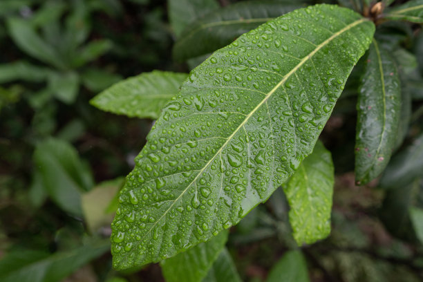 树叶覆盖滴图片下载