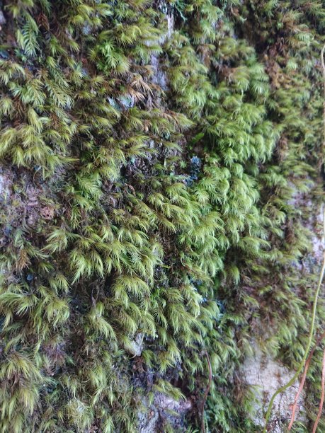 树干上的青苔图片下载