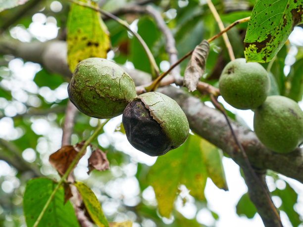 树枝上破损的坚果。核桃种植。图片下载