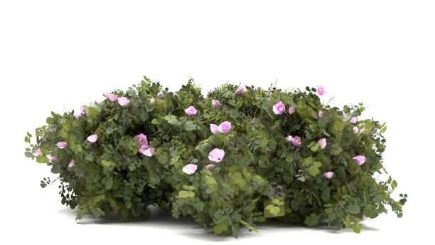 玫瑰丛在一个白色孤立的背景，3d渲染图片下载