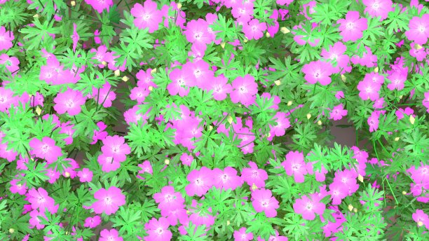 天竺葵丛，美丽的背景图片下载