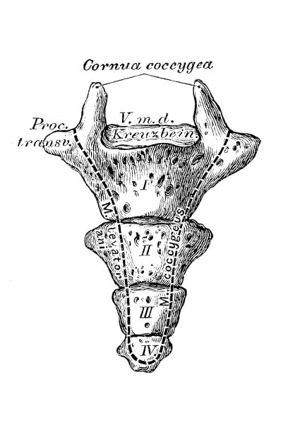 尾骨，尾骨图片下载