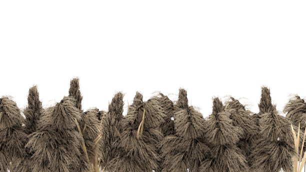 白色孤立背景上的芦苇图片下载