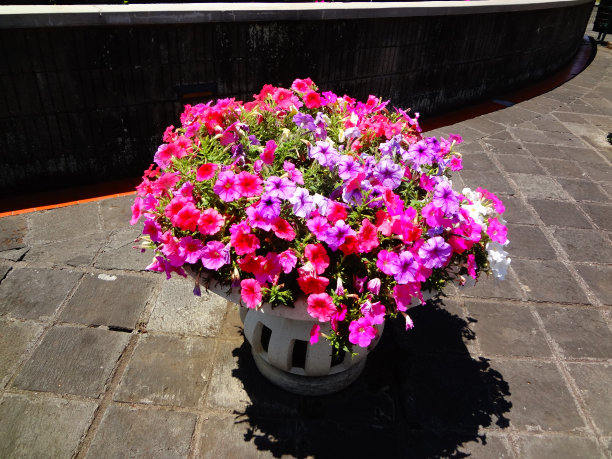 一盆盛开的苏菲尼亚花图片下载