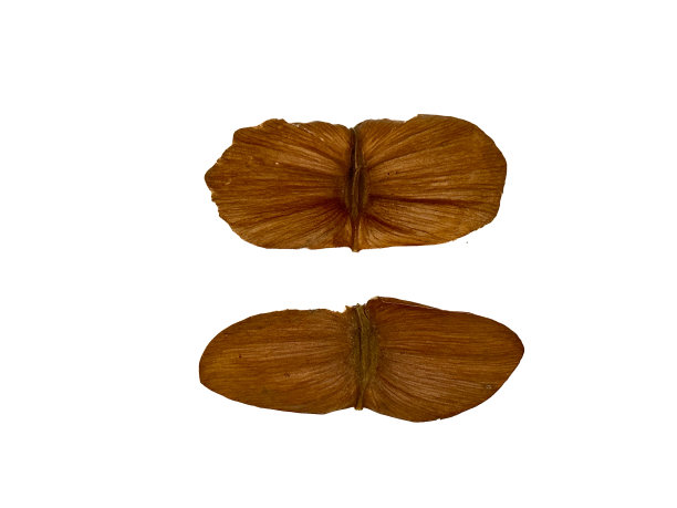 Illigera appendiculata图片下载