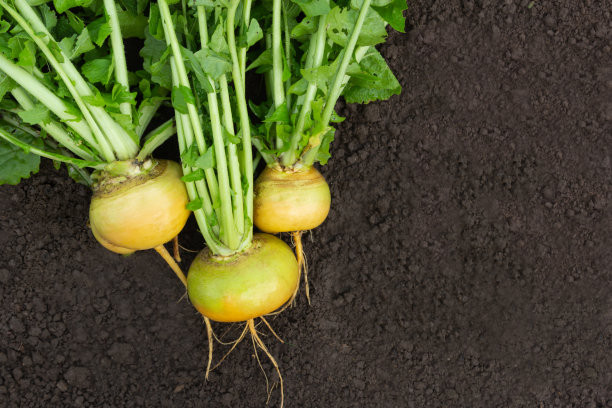 刚收获的萝卜躺在地上-库存照片图片下载