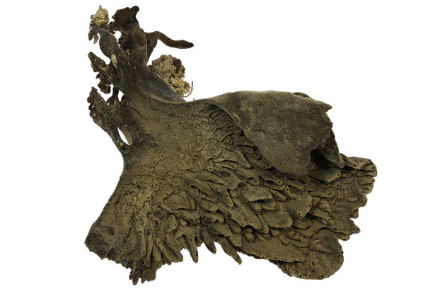 菲律宾天然海绵图片下载