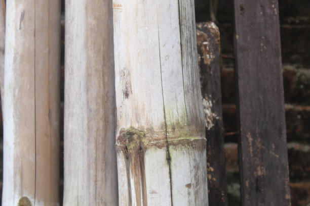 装饰用老竹图片下载